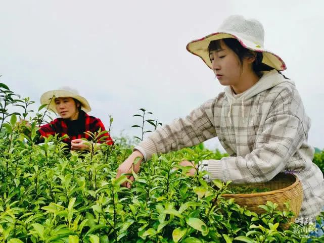 茶叶致富经_致富茶叶种植技术视频_茶叶怎么种植致富