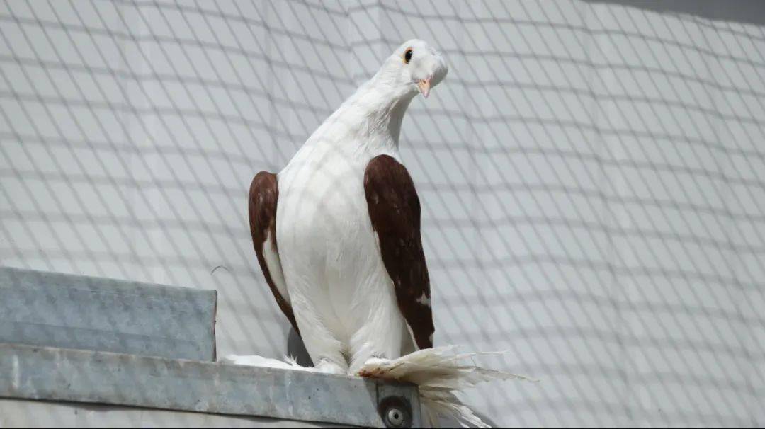 致富经养肉鸽视频_肉鸽养殖致富故事_致富经养鸽视频