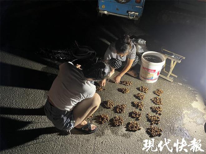 致富养殖金蝉视频_养殖金蝉投资多少钱利润多少_致富经 金蝉养殖