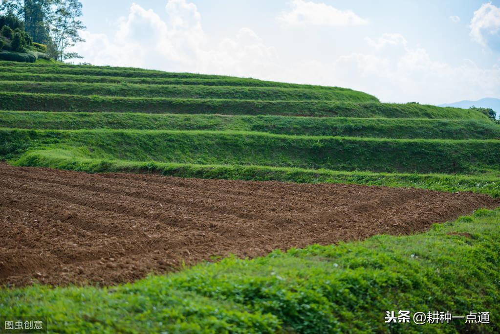 南瓜秋季种植技术要点_南瓜秋季种植技术_南瓜秋季种植技术视频