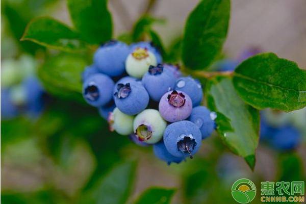 南方蓝莓种植技术和管理_南方种蓝莓树养殖方法_南方蓝莓树苗怎么种植技术