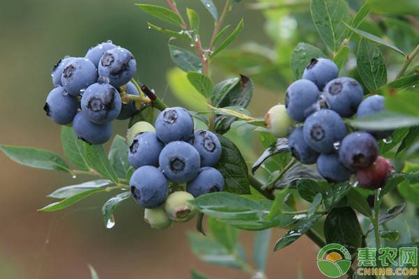 南方蓝莓树苗怎么种植技术_南方种蓝莓树养殖方法_南方蓝莓种植技术和管理