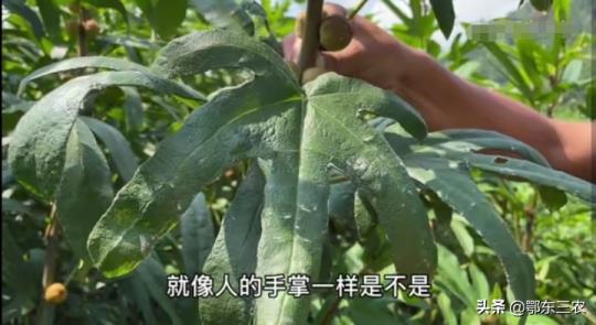 2021年种植什么最赚钱农村（一万元以下致富小机器）