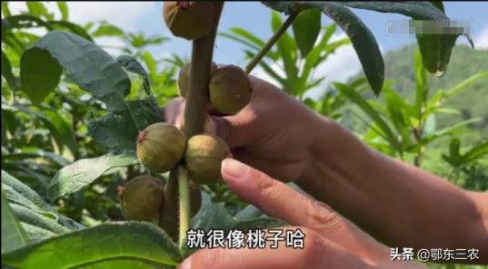 2021年种植什么最赚钱农村（一万元以下致富小机器）