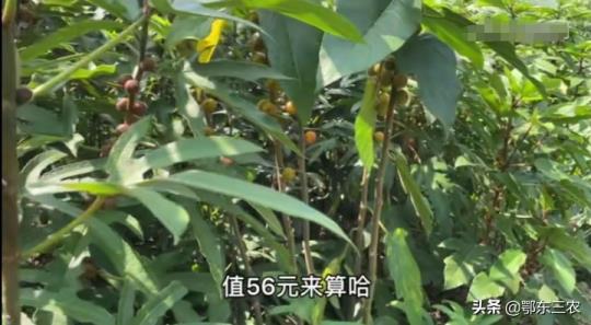 2021年种植什么最赚钱农村（一万元以下致富小机器）