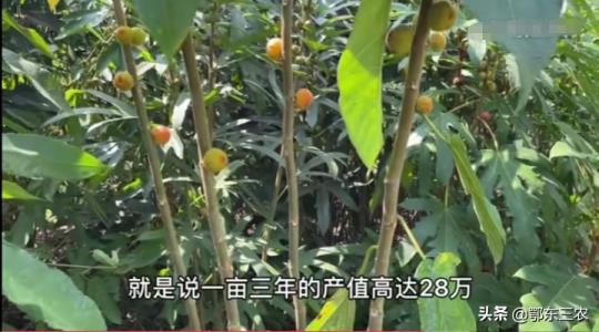 2021年种植什么最赚钱农村（一万元以下致富小机器）