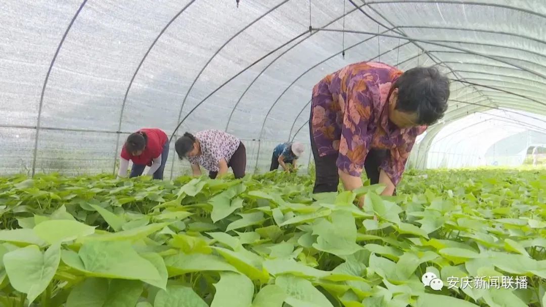 致富经种蔬菜种出千万财富_种植蔬莱致富_蔬菜种植致富