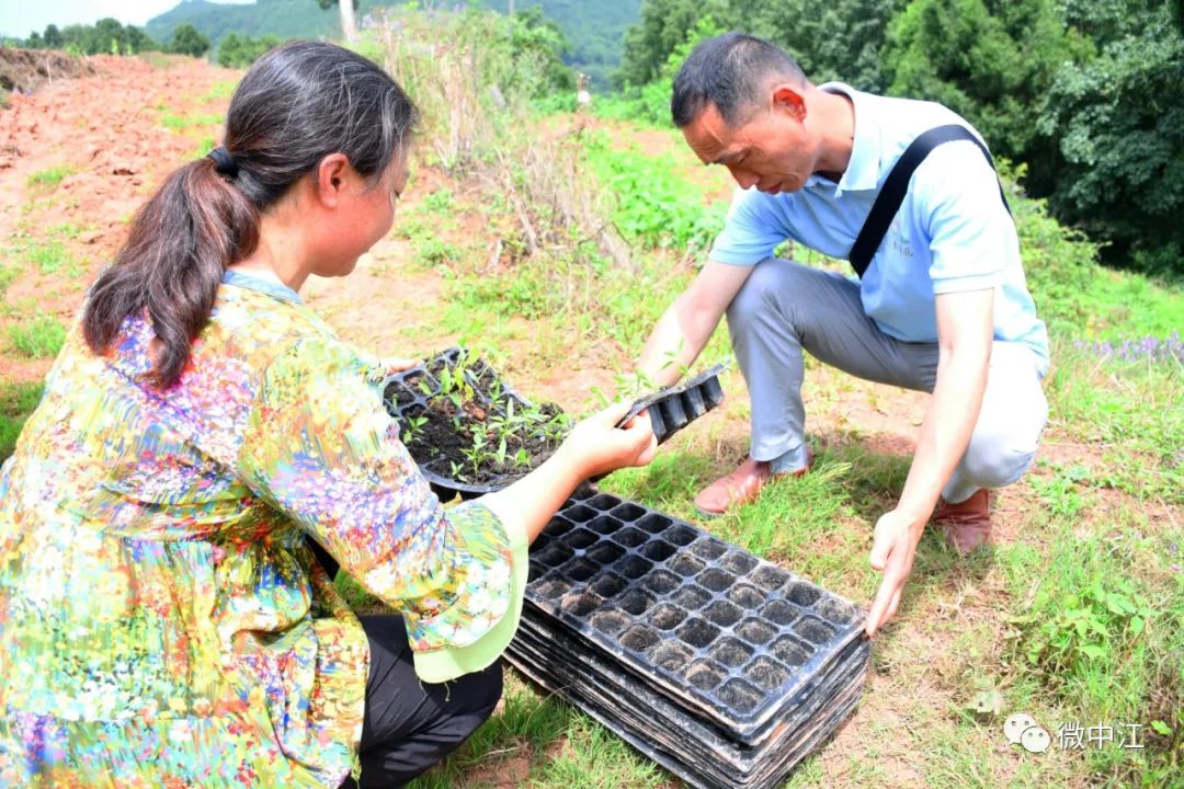 致富经种蔬菜_种植蔬莱致富_致富经种蔬菜种出千万财富