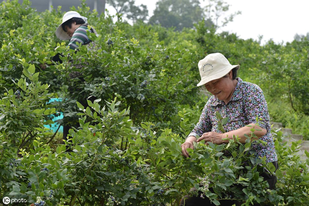 南方蓝莓树苗怎么种植技术_南方蓝莓种植技术和管理_南方蓝莓树要如何过冬