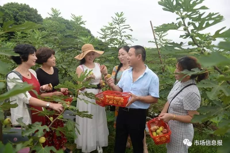 种植致富新项目_致富好项目种植_致富梦想种植