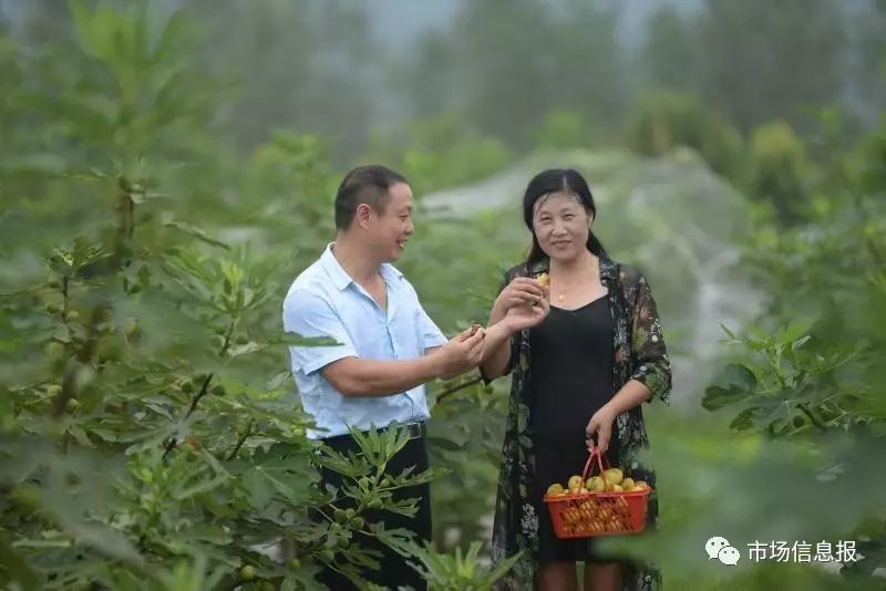 致富好项目种植_致富梦想种植_种植致富新项目