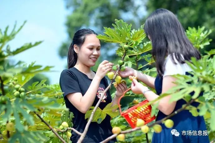 致富好项目种植_致富梦想种植_种植致富新项目