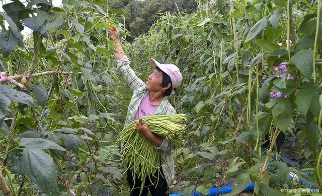 致富经蔬菜种植视频_种植蔬莱致富_致富经种蔬菜