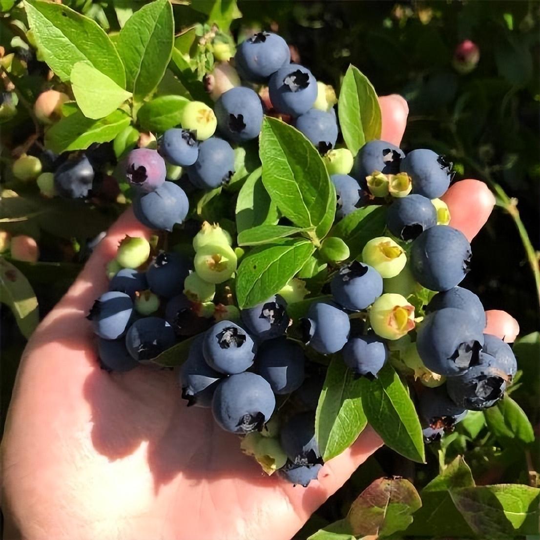 南方蓝莓树苗怎么种植技术_南方蓝莓种植技术和管理_南方蓝莓树要如何过冬