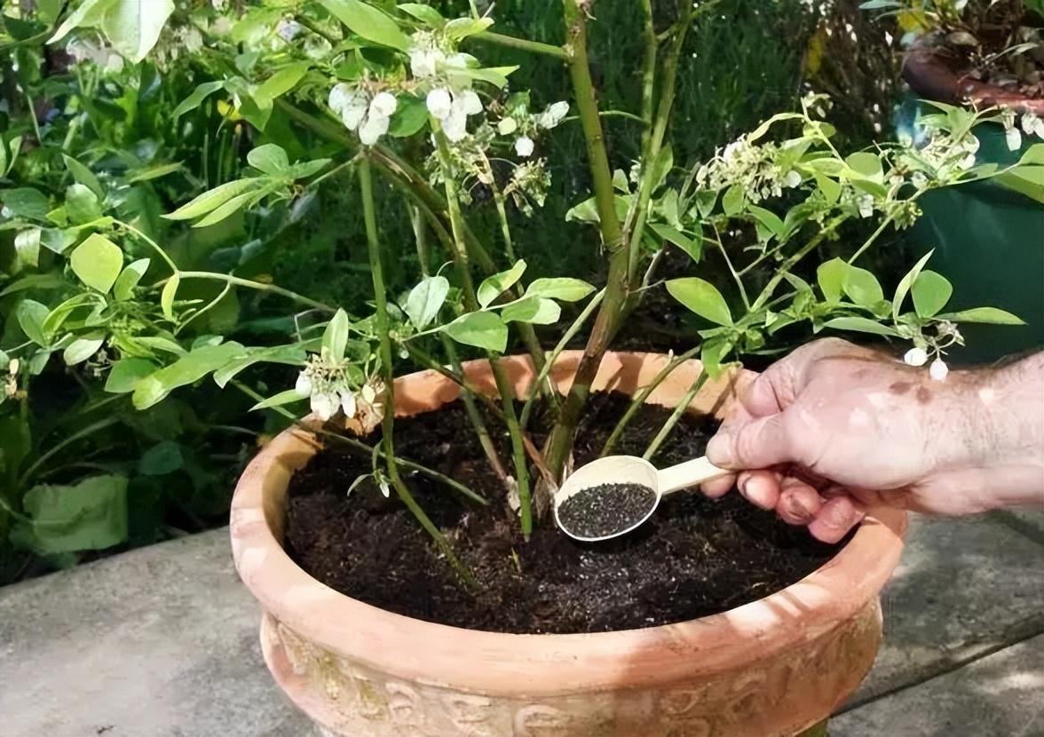 南方蓝莓树要如何过冬_南方蓝莓种植技术和管理_南方蓝莓树苗怎么种植技术