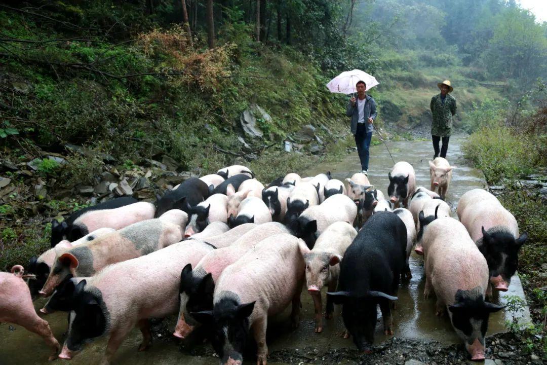 李玉堂和他的“香猪缘”