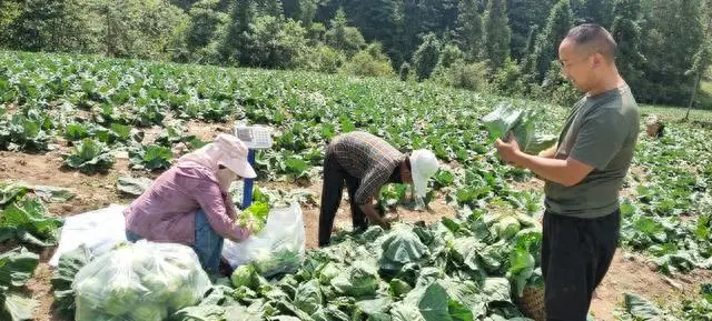 重庆巫溪：高山蔬菜铺就乡村振兴致富路