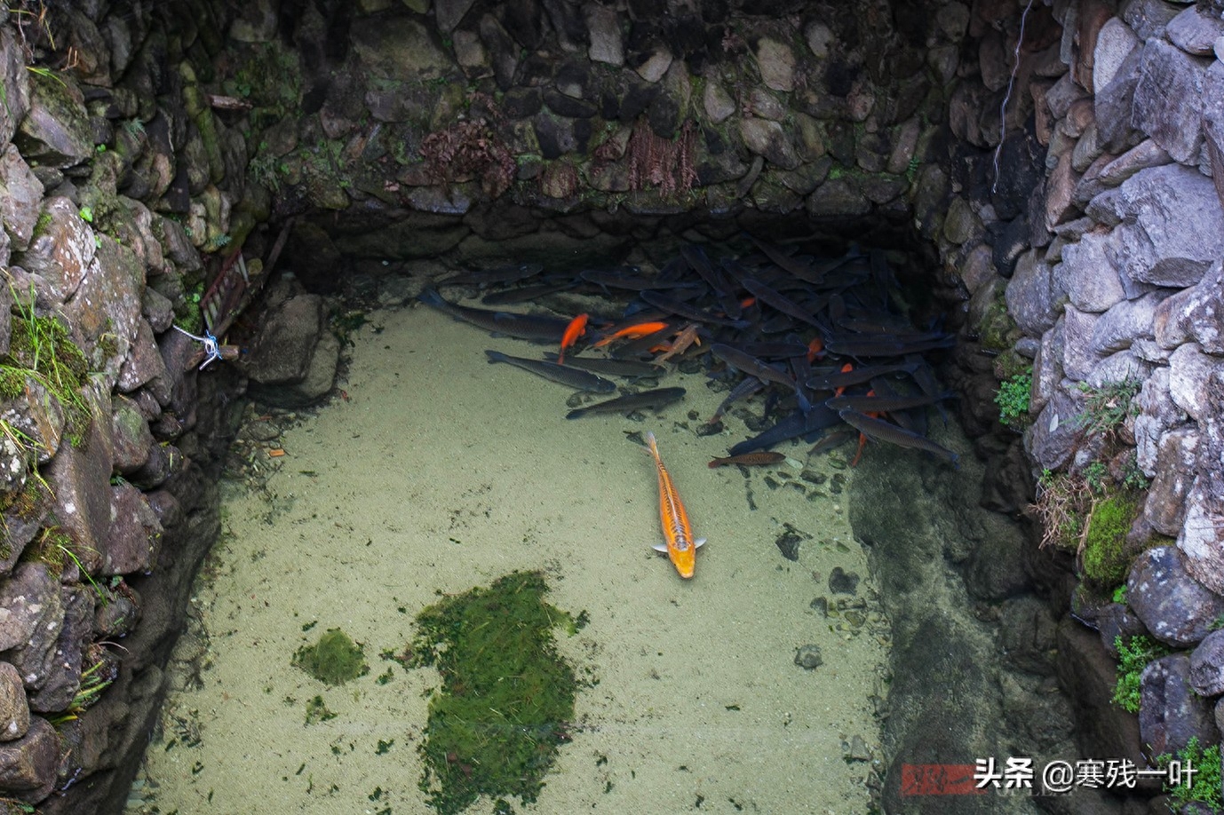 浙江27户人家的小山村，传承600年古法养鱼，将草鱼养到100元一斤