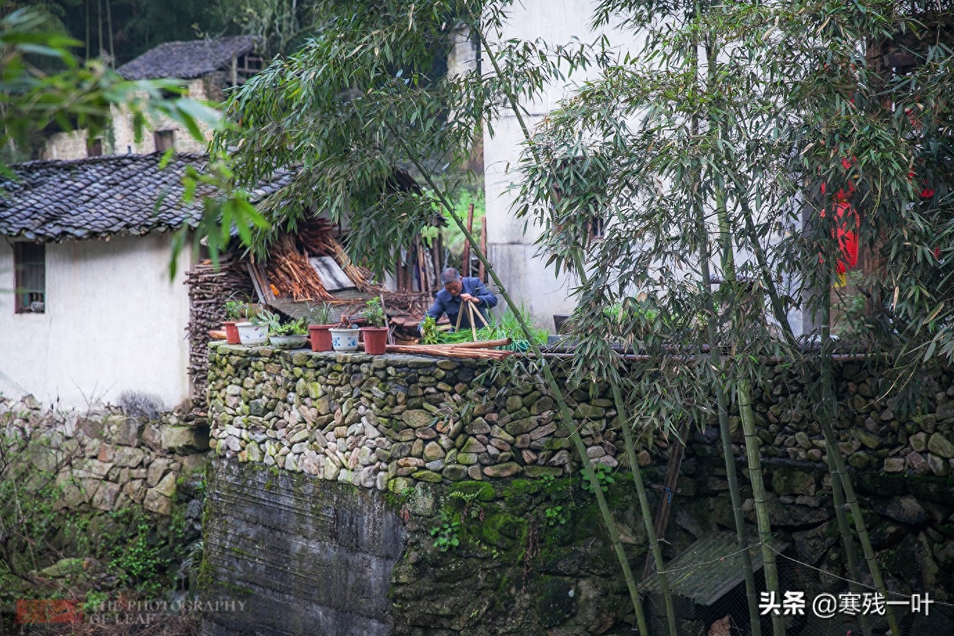 浙江27户人家的小山村，传承600年古法养鱼，将草鱼养到100元一斤