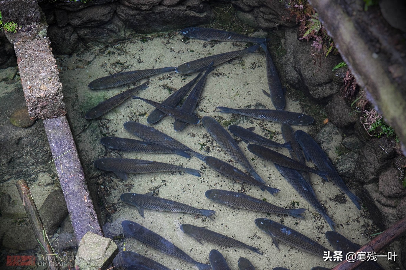 浙江27户人家的小山村，传承600年古法养鱼，将草鱼养到100元一斤