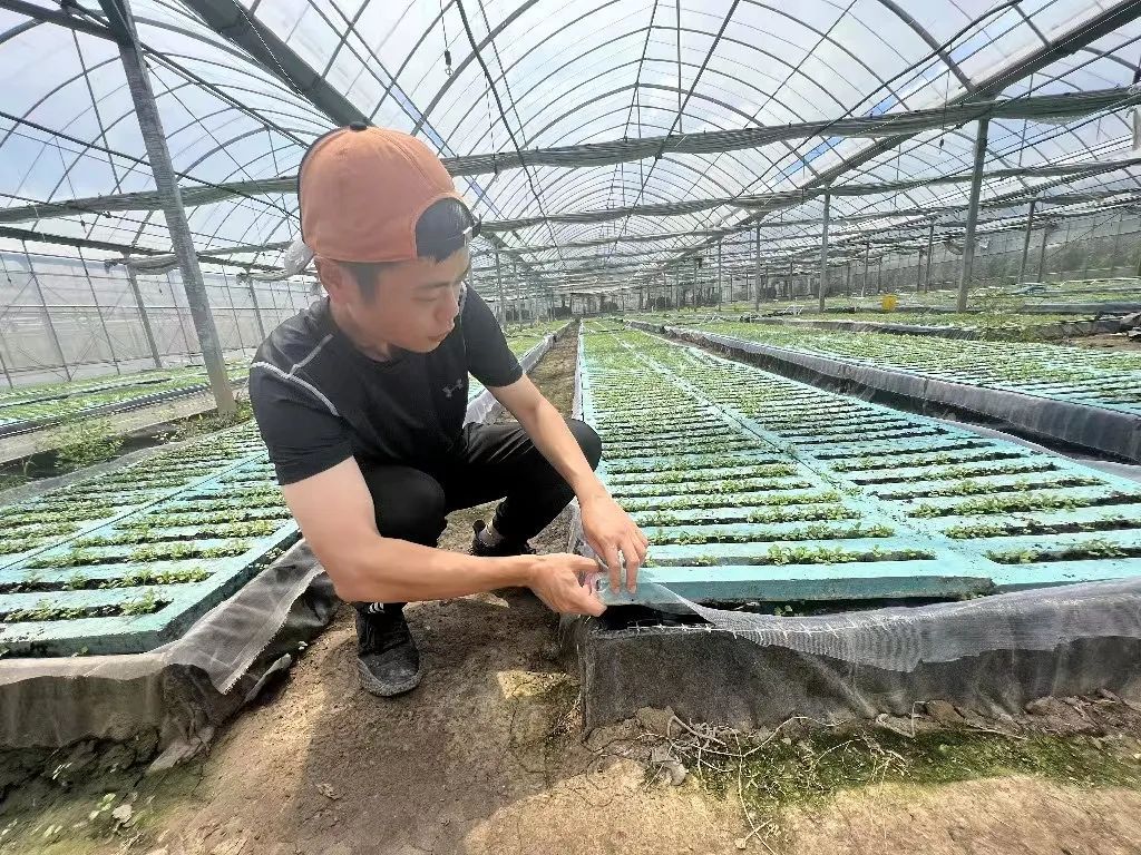 冬季种植空心菜技术_冬季种空心菜十搭建图_空心菜冬天室内种植技术