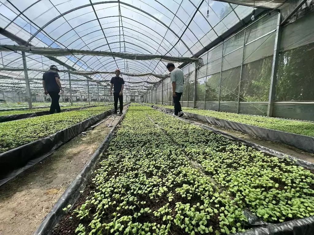 冬季种空心菜十搭建图_空心菜冬天室内种植技术_冬季种植空心菜技术