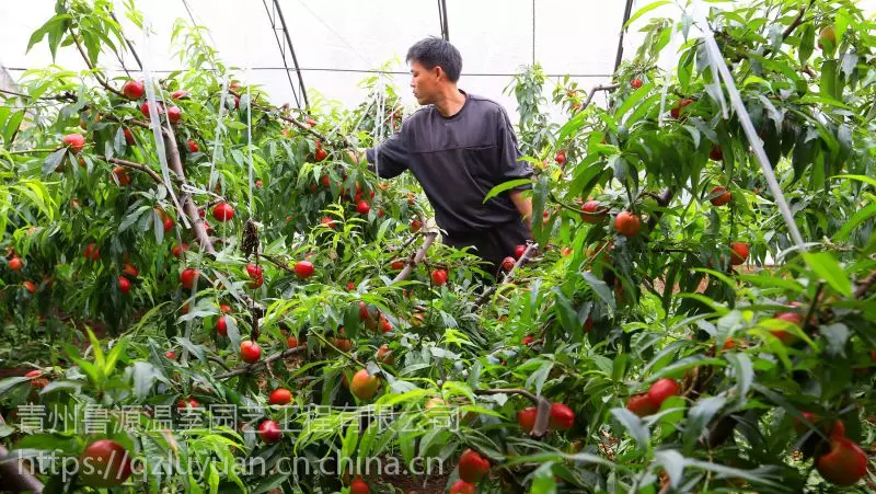 东北大棚蓝莓种植技术_大棚东北种植技术蓝莓视频_温室大棚蓝莓种植