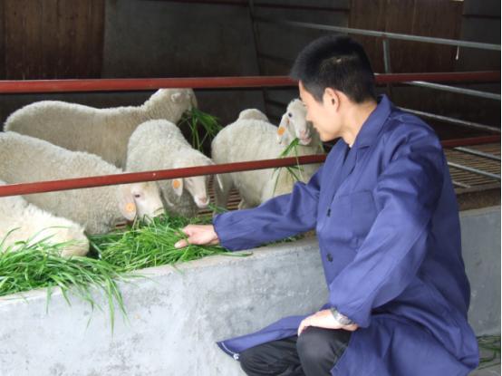 致富三农视频养鱼_致富经养羊视频全集有三宝_致富经养羊视频全集