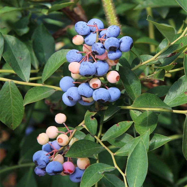 “薄雾蓝莓小苗成熟期薄雾蓝莓小苗种植技术”详细信息