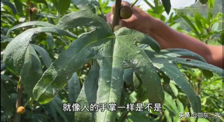 2021年种植什么最赚钱农村-一万元以下致富小机器