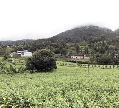 贫困山村 “点木成金”