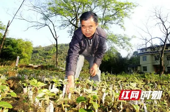 种植菖蒲有什么好处_菖蒲种植致富故事_菖蒲种植视频