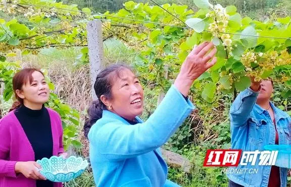 菖蒲种植致富故事_菖蒲种植视频_种植菖蒲有什么好处