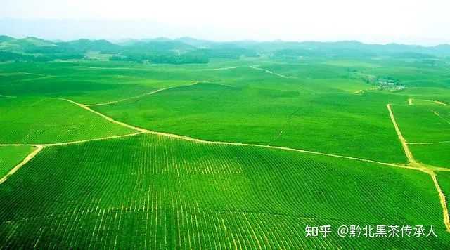 茶叶怎么种植致富_致富茶叶种植视频_致富茶叶种植技术视频