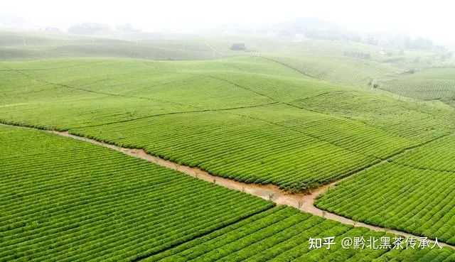 致富茶叶种植视频_致富茶叶种植技术视频_茶叶怎么种植致富