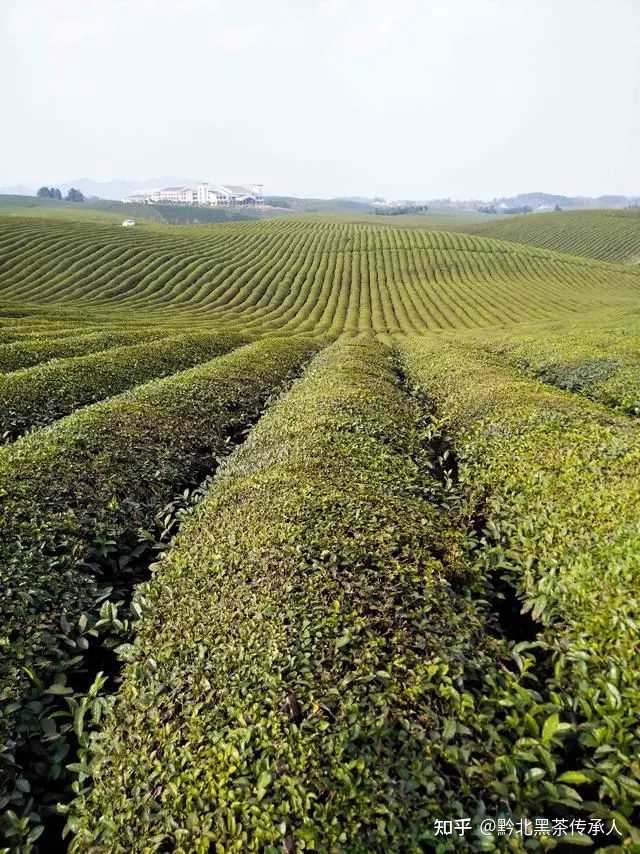 致富茶叶种植视频_茶叶怎么种植致富_致富茶叶种植技术视频