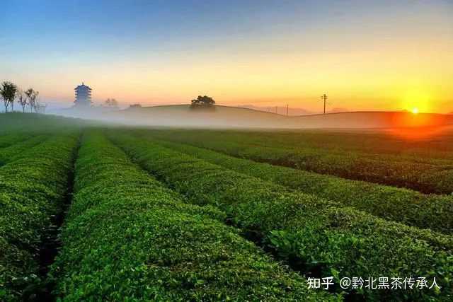 致富茶叶种植视频_茶叶怎么种植致富_致富茶叶种植技术视频