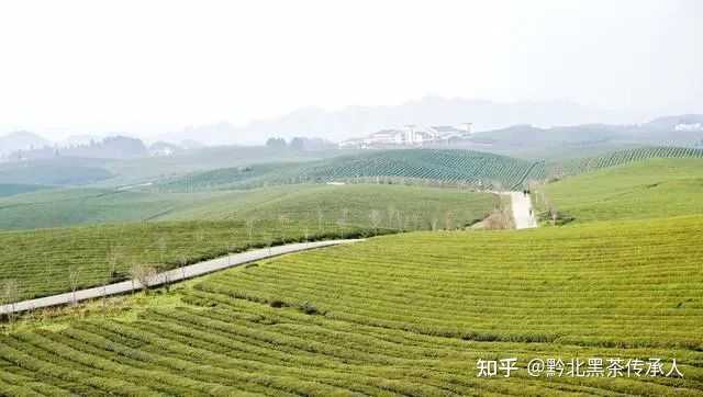 茶叶怎么种植致富_致富茶叶种植视频_致富茶叶种植技术视频