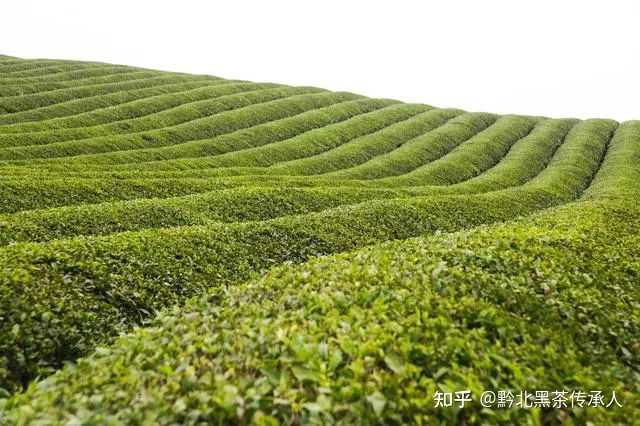 致富茶叶种植视频_茶叶怎么种植致富_致富茶叶种植技术视频