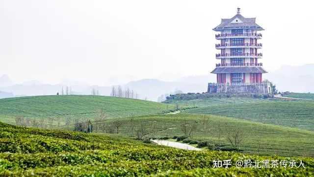 茶叶怎么种植致富_致富茶叶种植视频_致富茶叶种植技术视频