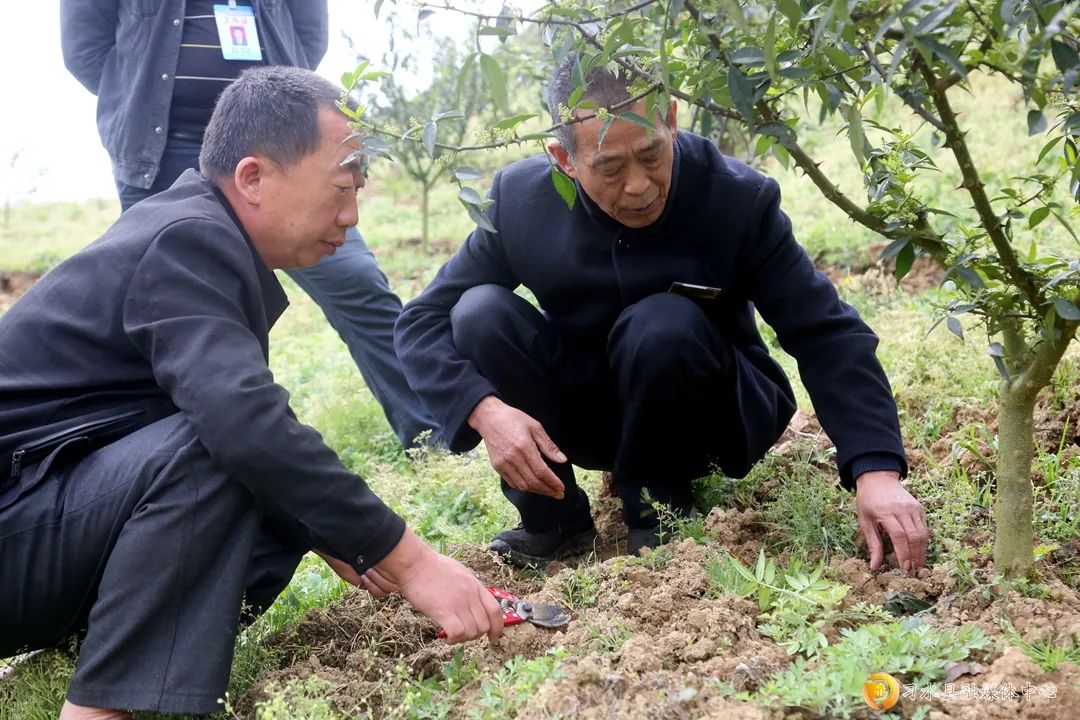 花椒种植视频农广天地_花椒种植赚钱吗_花椒种植致富视频