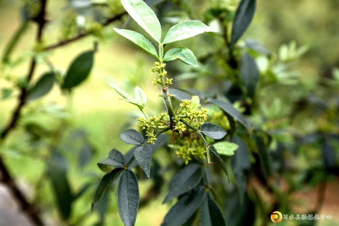 花椒种植致富视频_花椒种植赚钱吗_花椒种植视频农广天地