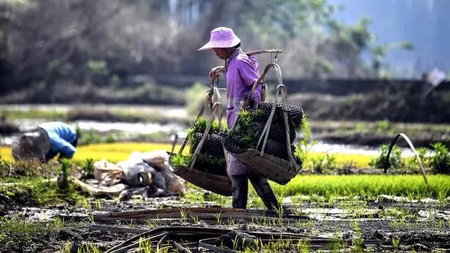 最新种植致富新闻_致富新闻网_新闻致富种植最新消息