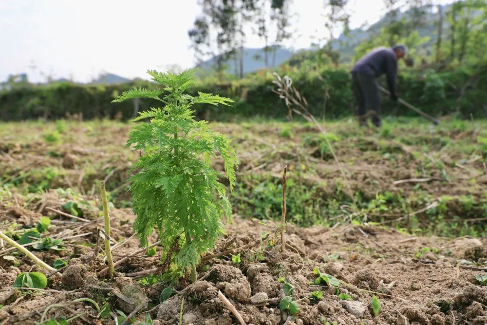 致富新闻网_最新种植致富新闻_新闻致富种植最新消息