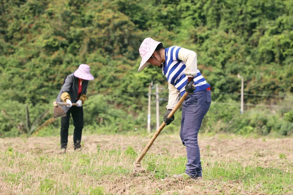 最新种植致富新闻_致富新闻网_新闻致富种植最新消息