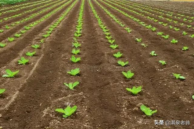 大棚大白菜种植技术与管理_白菜大棚种植种技术大全图解_大棚种大白菜种植技术