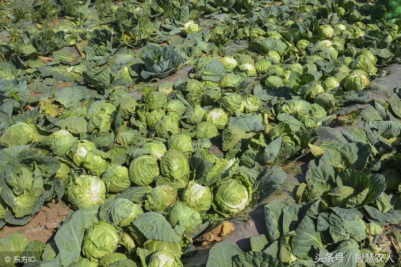 大棚种大白菜种植技术_白菜大棚种植种技术大全图解_大棚白菜栽培技术