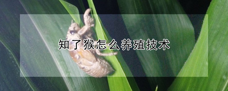 知了猴怎么养殖技术