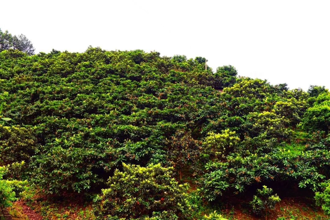 致富果树_金果种植育苗总基地_金果种植致富项目