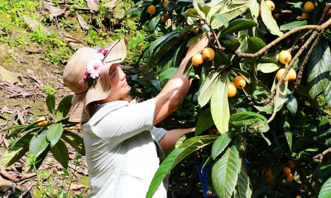 金果种植致富项目_金果种植育苗总基地_致富果树